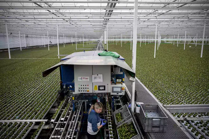 Rahasia Negara Sekecil Belanda Dapat Menjadi Produsen Pertanian dan Peternakan Terbesar Dunia